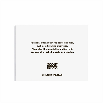 Peacock Mini Card by Scout Editions